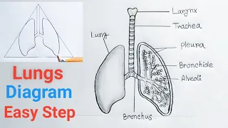 How To Draw The Lungs Step By Step/Lungs drawing (Easy Tutorial)/Respiratory system drawing