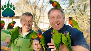Inside the Beak of a Lorikeet: Discovering the Hidden Powers of Australia's Parrots!
