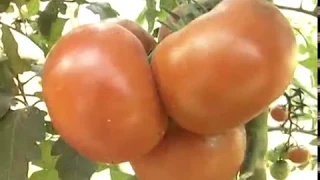 Ранние и большие урожаи томатов в теплице