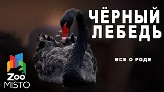 Чёрный лебедь - Все о птице семейства утиных | Птица чёрный лебедь