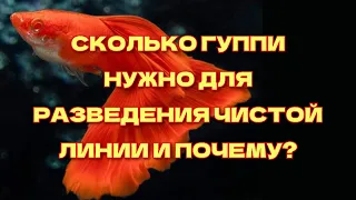 СКОЛЬКО ПАР ГУППИ НУЖНО ДЛЯ РАЗВЕДЕНИЯ ЧИСТОЙ ЛИНИИ И ПОЧЕМУ/HOW MANY GUPPIES DOES IT TAKE TO BREED?