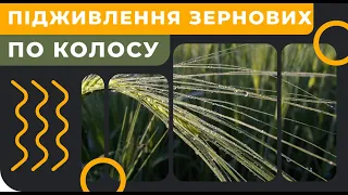 Підживлення зернових по колосу. [feed grain] [GrowEx]