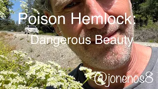 Poison Hemlock: a dangerous beauty