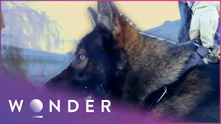 How Dogs Are Trained To Catch Criminals | K9 Mounties S1 EP4 | Wonder
