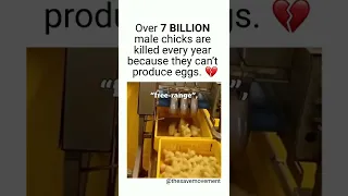 What Happens to Male Chicks in the Egg Industry? 💔🐥 #shorts