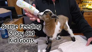 Bottle Feeding our 5 day old Kid Goats - In The Kitchen :)