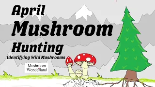 April Mushroom Hunting- Wild Mushrooms Identified!