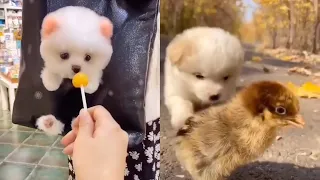 Unbelievable Mini Pomeranian | Funny and Cute Pomeranian Videos #2
