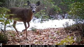 Westhampton Trail Cam: Porcupine, deer and bobcat