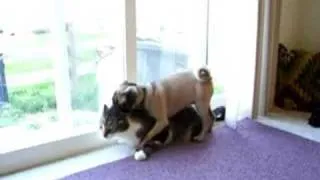 Cat and pug play ( It's Funny)