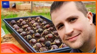 The Amazing Thing About Chestnut Seedlings