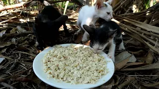 Kitten after rescue not Hungry