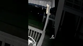 Cat Vs Coyote🤔