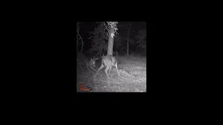 Two Bucks Fight on Trail Cam over Mock Scrape #shorts