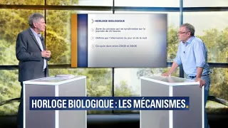 Horloge biologique: comment fonctionne le chef d’orchestre de notre organisme ?