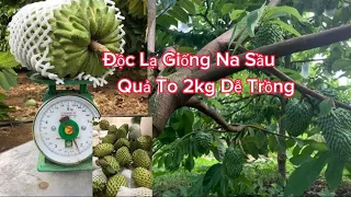 Độc Lạ Với Giống Na Sầu Riêng Dễ Trồng - Sỉ Lẻ Toàn Quốc