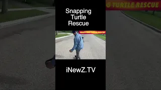 Snapping Turtle Rescue