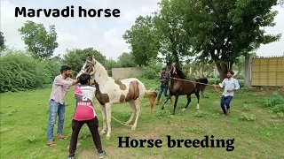 horse breeding । marvadi horse breeding। horse lover। ❤️🐎#horse #horsemanship #horsebreedingstable