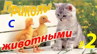 Приколы с животными #2/Funny animals #2