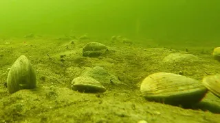 Non-profit grows clams to restore Florida waterway