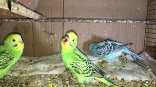 baby budgies crying  sound | baby budgies crying noise | baby budgie screaming sound