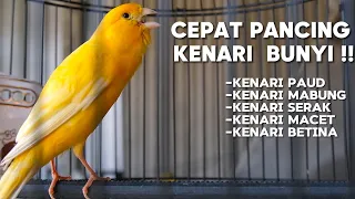 PANCINGAN Kenari GACOR PANJANG Cuit Cuit EMOSI‼️ MASTERAN Kenari PAUD belajar BUNYI