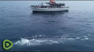 Drone shows that blue whale is larger than an 87ft boat