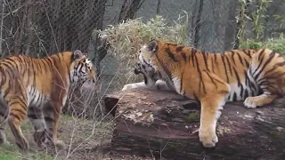 National Geographic   Tiger Mating Period   Wild Nature Life HD