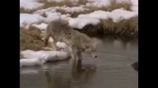 National Geographic В Стае Волков