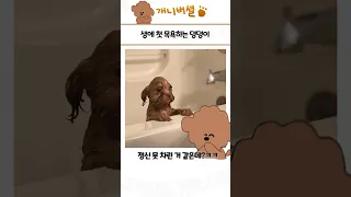 심쿵사 가능한 귀여운 동물 모음 51탄