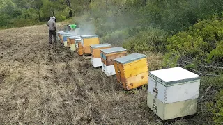 Μεταφορά μελισσιών στην Εύβοια. Ιούνιος 2018