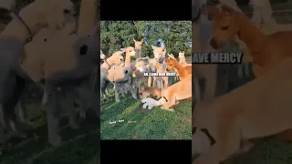 who’s the baby llama mama❓🦙 (🎥: aabachfarm.alpakas TT) #shorts