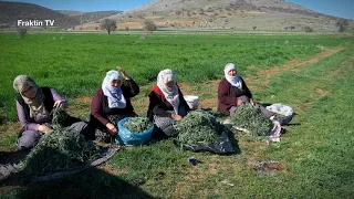 Teyzeler Yemlikte Toplamada(Siz bir de bizi eskiden görecektiniz 😊)