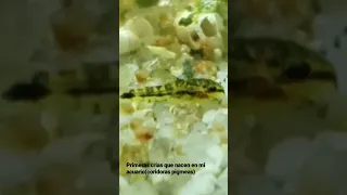Crias Corydoras Pigmeas