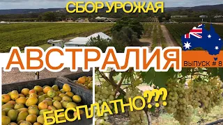 АВСТРАЛИЯ Сбор МАНГО, ВИНОГРАДА | ВЫПУСК 8