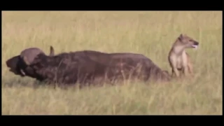 Hyena bites buffalo's balls And Eats Him Alive