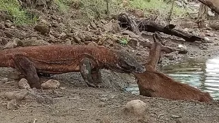 [NEW] Full video komodo dragon catch deer alive