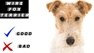 Wirefox terrier Pros And Cons | The Good And The Bad