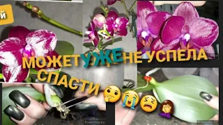 Орхидея СОГО-РЕЛЕКС/дождался Спасения/Омоложения/Остался без корней/Будем надеяться О чудо Мох