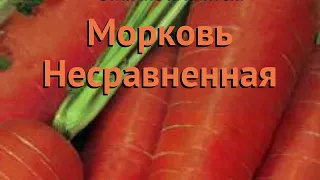 Морковь обыкновенный Несравненная 🌿 Несравненная обзор: как сажать, семена моркови Несравненная