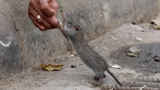 Shopkeeper Gives Up Own Food To Feed 20 Hungry Rats Every Day