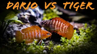 Dario Dario vs Black Tiger Badis