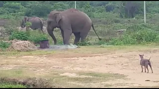 Wild Elephant | Sri Lanka