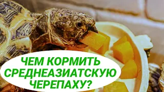 Среднеазиатская черепаха – чем кормить. Что можно и что нельзя давать черепахам?