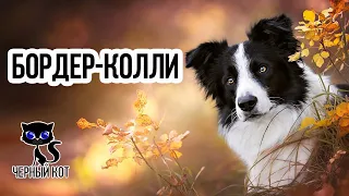 ✔ Бордер-колли, достоинства и недостатки породы