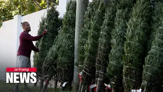 Christmas trees in America become scarce due to a crisis in supply caused by climate change