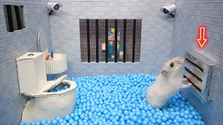 🐹Best of Hamster Adventures Prison Maze 🛑Live Stream for pets in real life