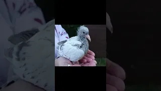 Baby Pigeon growth 1-30 days old