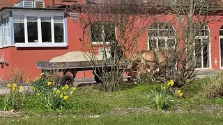 Juist Sandtransport mit der Pferdekutsche