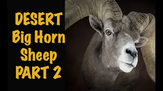 Bighorn Sheep taxidermy shoulder Mount Part 2 of 2.